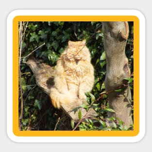 Ginger cat in sunshine Sticker